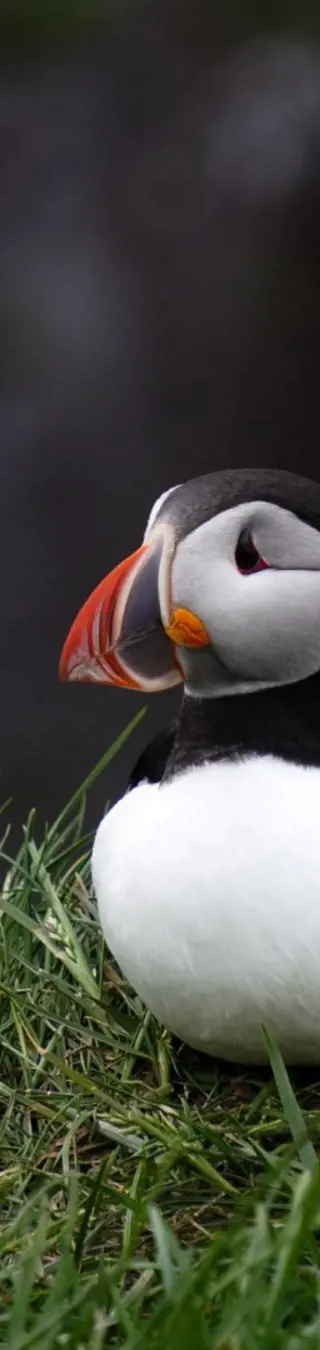 Die Papageientaucher auf Island sind die wahren Stars der Küste – mit ihren bunten Schnäbeln sehen sie aus wie Clowns der Meere.